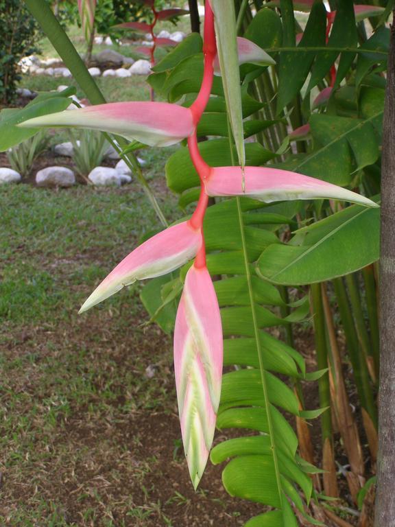 Finca Kobo Palo Seco Exterior photo